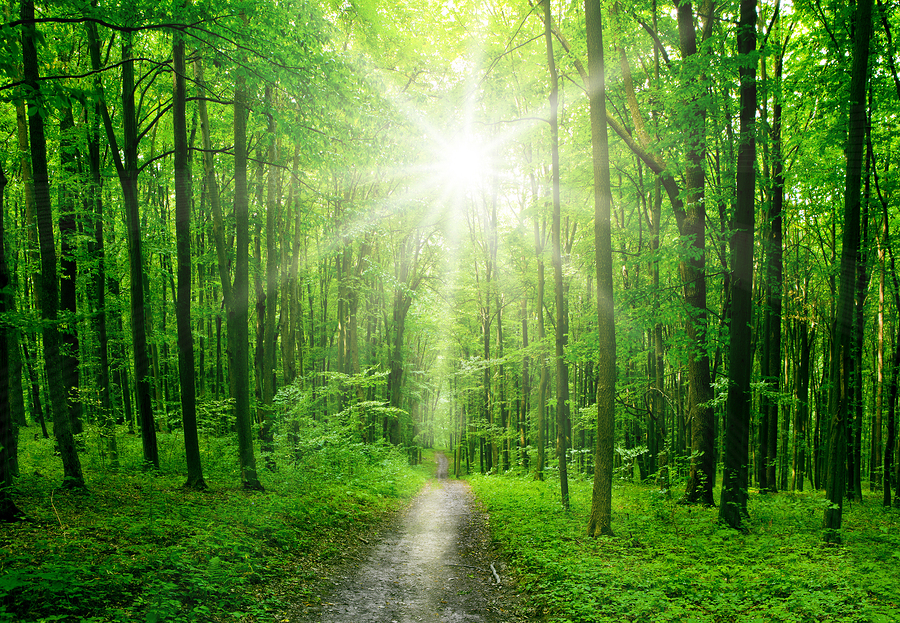 nature tree . pathway in the forest with sunlight backgrounds.
