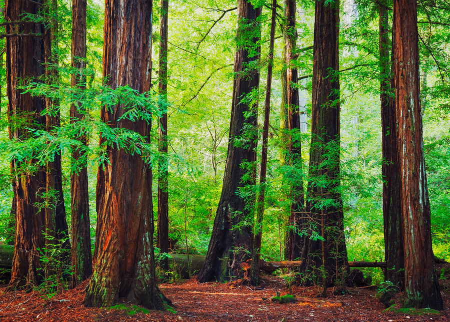 Redwood Trees in Forest, Northwest Rain Forest
